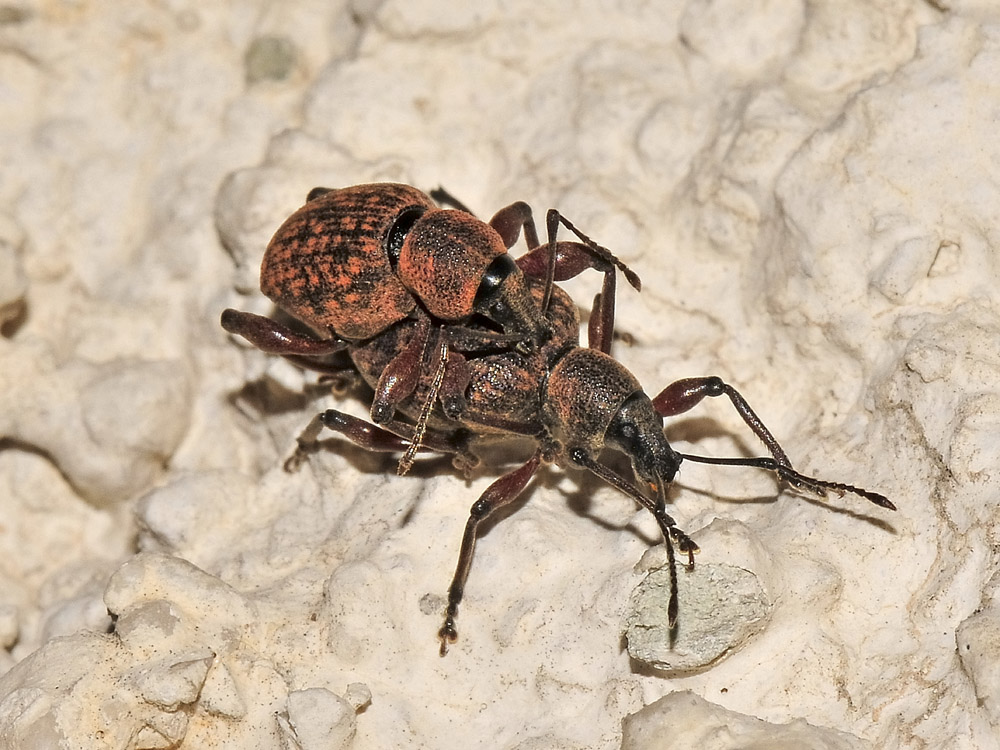 Otiorhynchus da identificare - Dodecastichus geniculatus